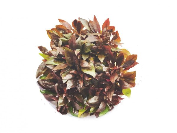 Alternanthera Sp Red Kubek 5cm In Vitro