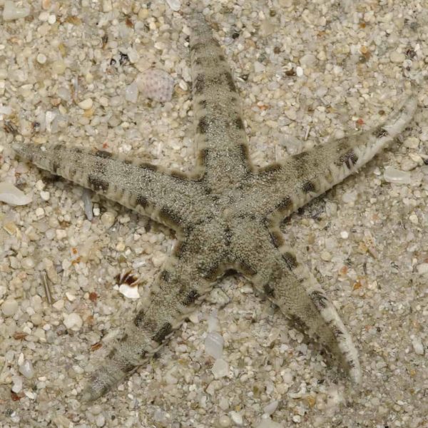 Archaster typicus sklep akwarystyczny śląsk