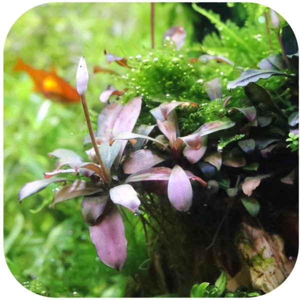 Bucephalandra Serimbu Brown - roślina invitro mały kubek sklep premium dla akwarystów