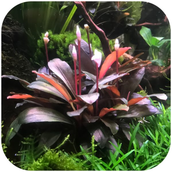 S - BUCEPHALANDRA  SERIMBU BROWN sklep akwarystyczny / terrarystyczny