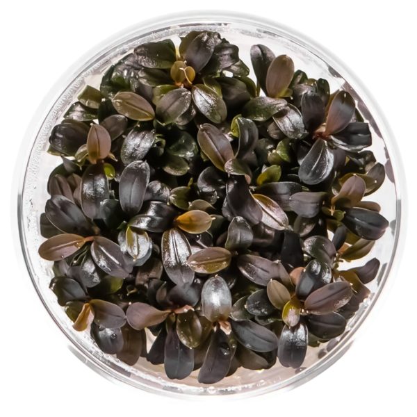 Bucephalandra Serimbu Brown - roślina invitro mały kubek sklep akwarystyczny śląsk