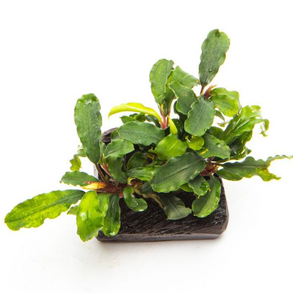 Bucephalandra 'Wavy Green'- roślina invitro mały kubek sklep premium dla akwarystów