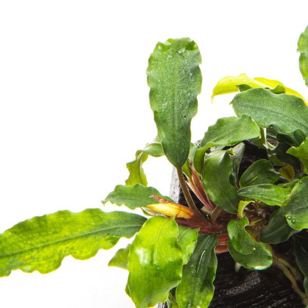 S - BUCEP. WAVY GREEN sklep akwarystyczny / terrarystyczny