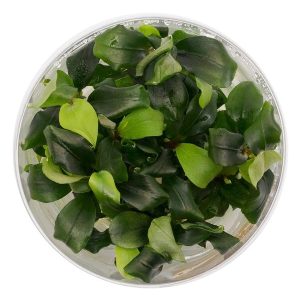 Bucephalandra 'Wavy Green'- roślina invitro mały kubek sklep akwarystyczny śląsk