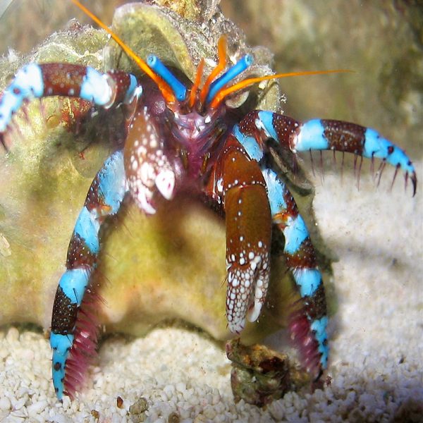 Calcinus elegans sklep akwarystyczny śląsk