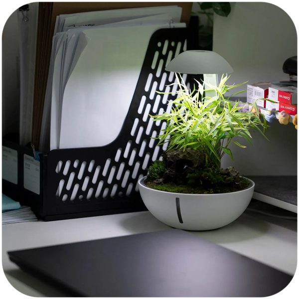 CHIHIROS TINY TERRARIUM EGG sklep akwarystyczny / terrarystyczny