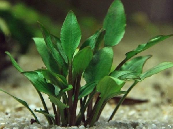 Cryptocoryne Lutea Hobbit Kubek 5cm In vitro sklep akwarystyczny śląsk