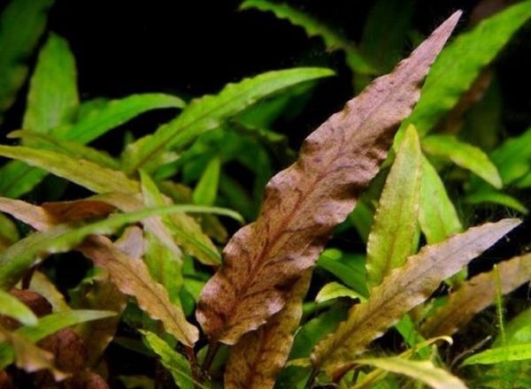 Cryptocoryne Undulata Green Kubek 5cm In vitro sklep akwarystyczny śląsk
