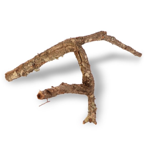 Drzewko z Dębu korkowego 30cm sklep akwarystyczny śląsk