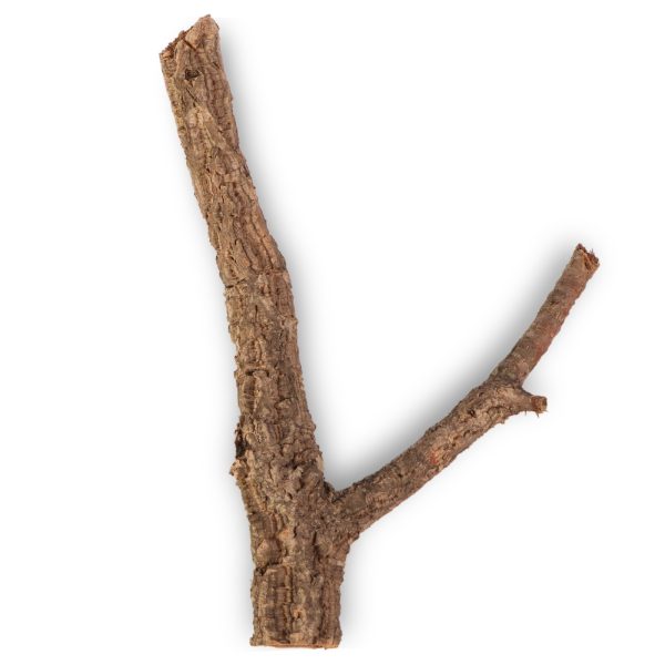 Drzewko z Dębu korkowego 40cm sklep akwarystyczny śląsk