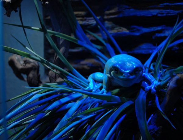 Akwarium / terrarium / Animals