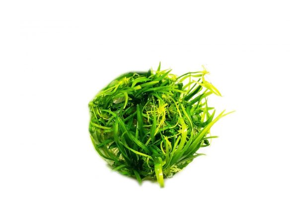 Echinodorus Broad Leaf Kubek 5cm In vitro Piękna