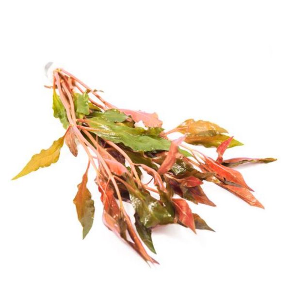 Eco Plant - Alternanthera Reineckii Bronze - invitro mały kubek sklep premium dla akwarystów