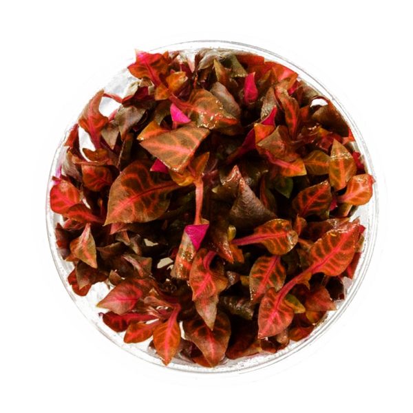 Eco Plant - Alternanthera Reineckii Bronze - invitro mały kubek sklep akwarystyczny śląsk