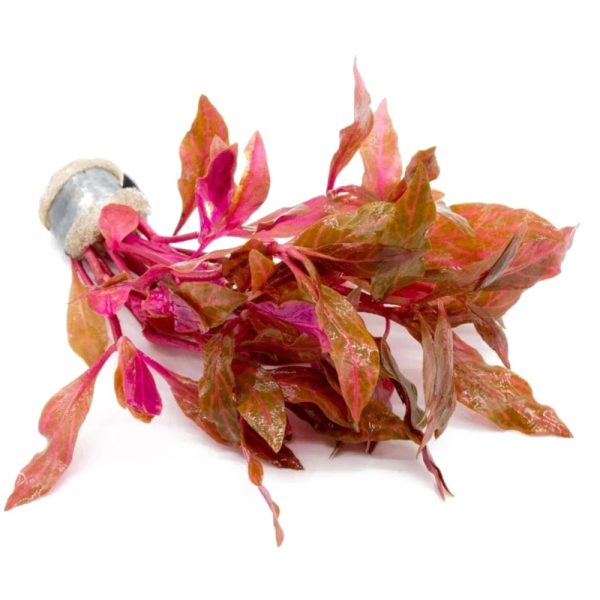 Eco Plant - Alternanthera Reineckii Variegated- invitro mały kubek sklep premium dla akwarystów