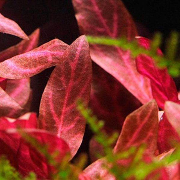 S - ALT CARDINALIS
