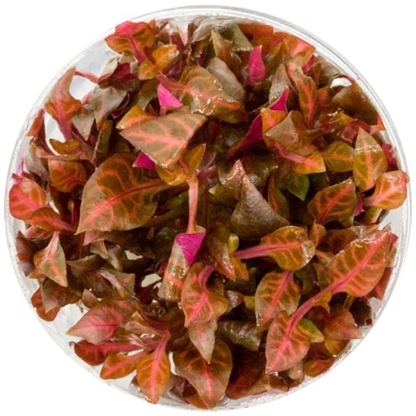 Eco Plant - Alternanthera Reineckii Variegated- invitro mały kubek sklep akwarystyczny śląsk