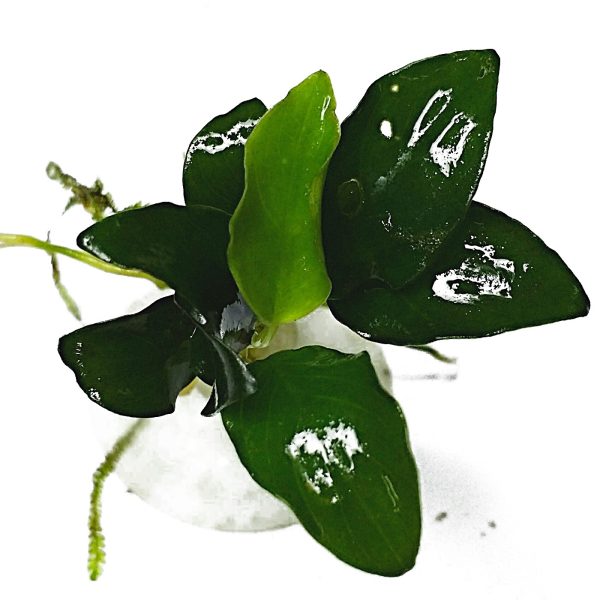 Eco Plant - Anubias Nana Petite - Invitro mały kubek sklep premium dla akwarystów