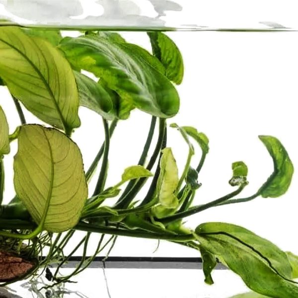 S - ANUBIAS NANA PETITE sklep akwarystyczny / terrarystyczny