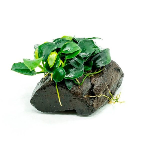 Akwarium / terrarium / Animals