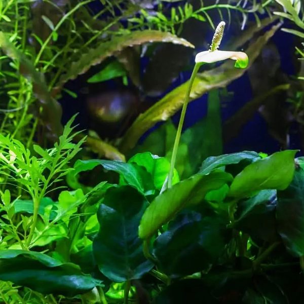 S - ANUBIAS NANA PETITE