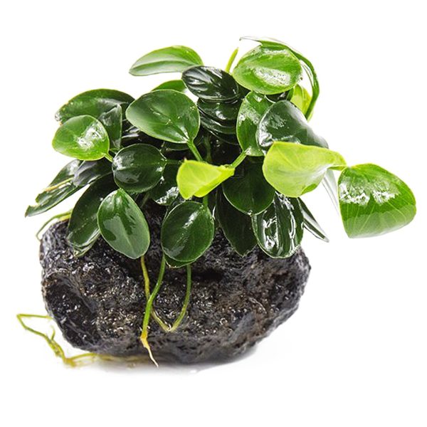 Eco Plant - Anubias Nana Petite - Invitro mały kubek sklep akwarystyczny śląsk