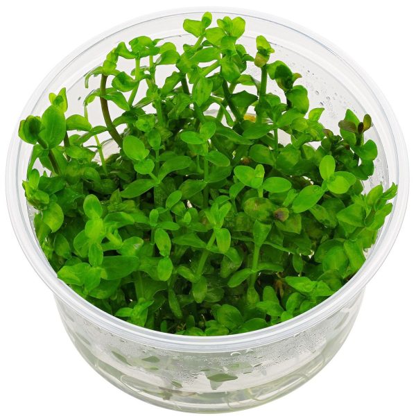 Eco Plant - Bacopa Caroliniana - Invitro mały kubek sklep premium dla akwarystów