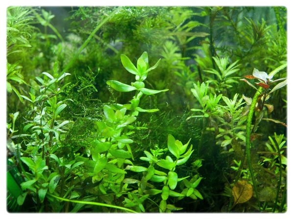 S - Bacopa Caroloniana sklep akwarystyczny / terrarystyczny