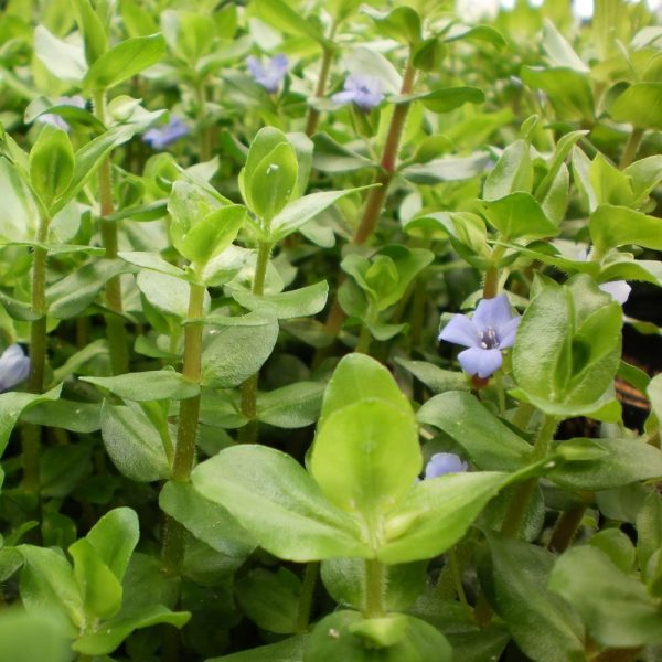 S - Bacopa Caroloniana