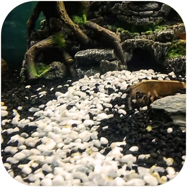 Akwarium / terrarium / Animals