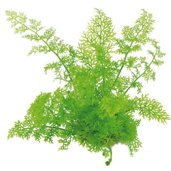 Eco Plant - Ceratopteris Thalictroides Fein - Invitro mały kubek sklep premium dla akwarystów