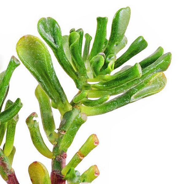 Eco Plant - Crassula Helmsii - InVitro mały kubek sklep premium dla akwarystów