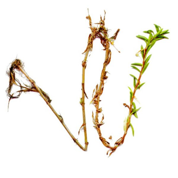 S - CRASSULA HALMISII sklep akwarystyczny / terrarystyczny