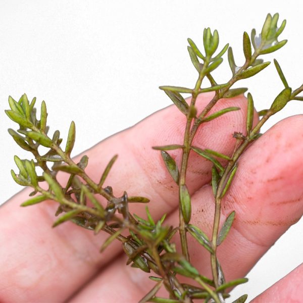 S - CRASSULA HALMISII