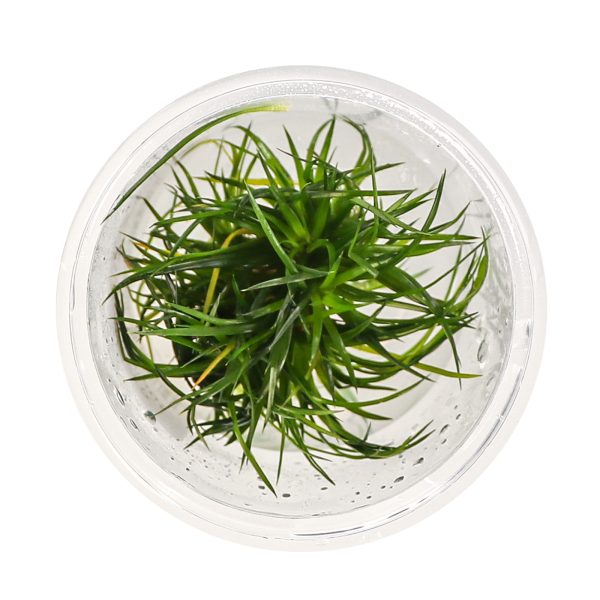 Eco Plant - Eriocaulon Cinereum - InVitro mały kubek sklep premium dla akwarystów