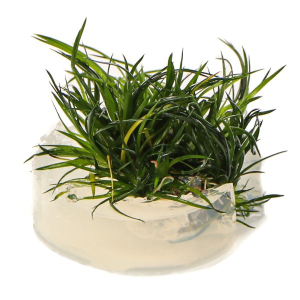 S - ERIOCAULON CINEREUM sklep akwarystyczny / terrarystyczny