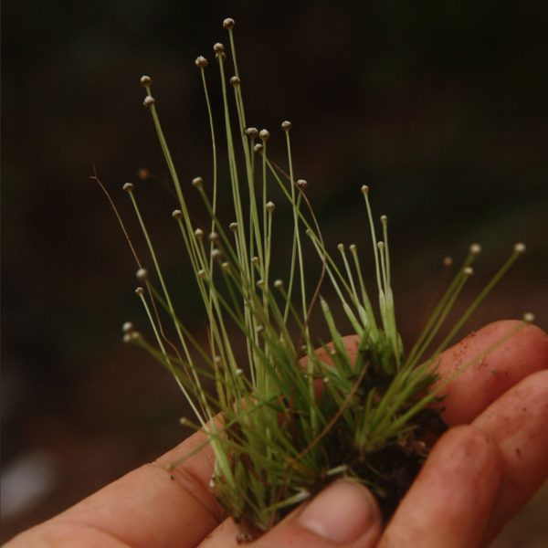 Eco Plant - Eriocaulon Cinereum - InVitro mały kubek