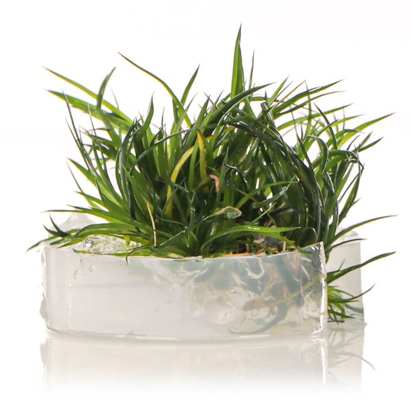 Eco Plant - Eriocaulon Cinereum - InVitro mały kubek sklep akwarystyczny śląsk