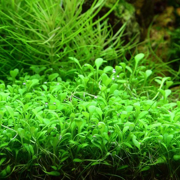 Eco Plant - Glossostigma Elatinoides - Roślina InVitro mały kubek sklep premium dla akwarystów