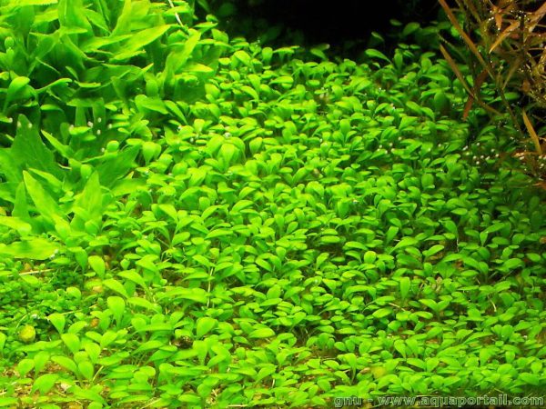 Akwarium / terrarium / Animals