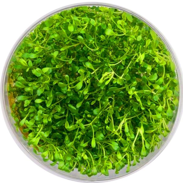 Eco Plant - Glossostigma Elatinoides - Roślina InVitro mały kubek sklep akwarystyczny śląsk