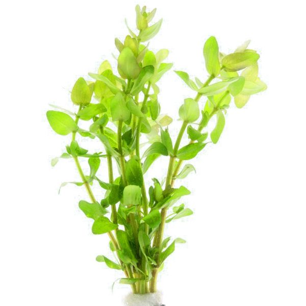 Eco Plant - Hedyotis Salzmanii - InVitro mały kubek sklep premium dla akwarystów