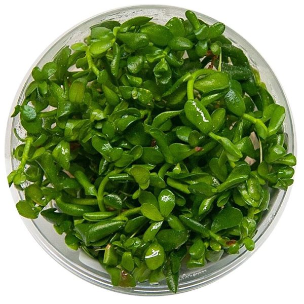 Eco Plant - Hedyotis Salzmanii - InVitro mały kubek sklep akwarystyczny śląsk