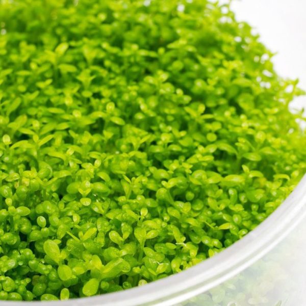 Eco Plant - Hemianthus Cuba - InVitro mały kubek sklep premium dla akwarystów