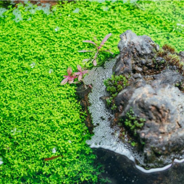 S - Hemianthus Cuba sklep akwarystyczny / terrarystyczny