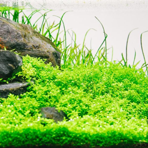 Akwarium / terrarium / Animals