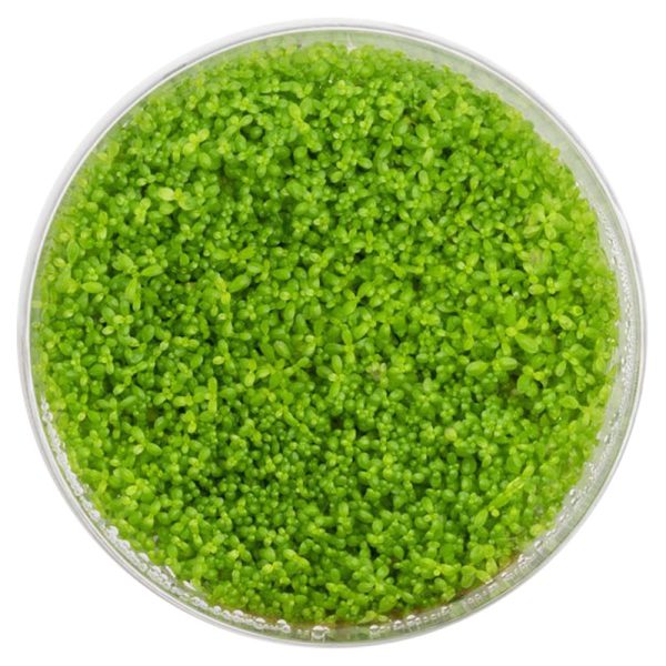 Eco Plant - Hemianthus Cuba - InVitro mały kubek sklep akwarystyczny śląsk