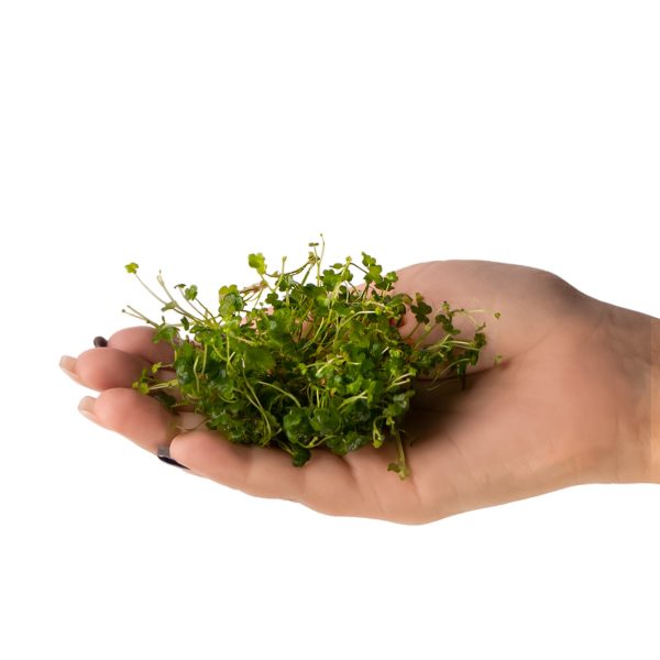 Eco Plant Hydrocotyle Japan - roślina invitro 20 sztuk sklep premium dla akwarystów