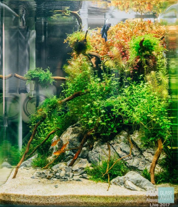 Akwarium / terrarium / Animals