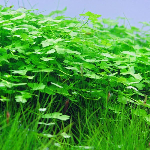 Eco Plant Hydrocotyle Japan - roślina invitro 20 sztuk